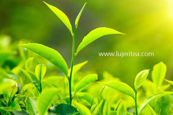 www.lujeritea.com